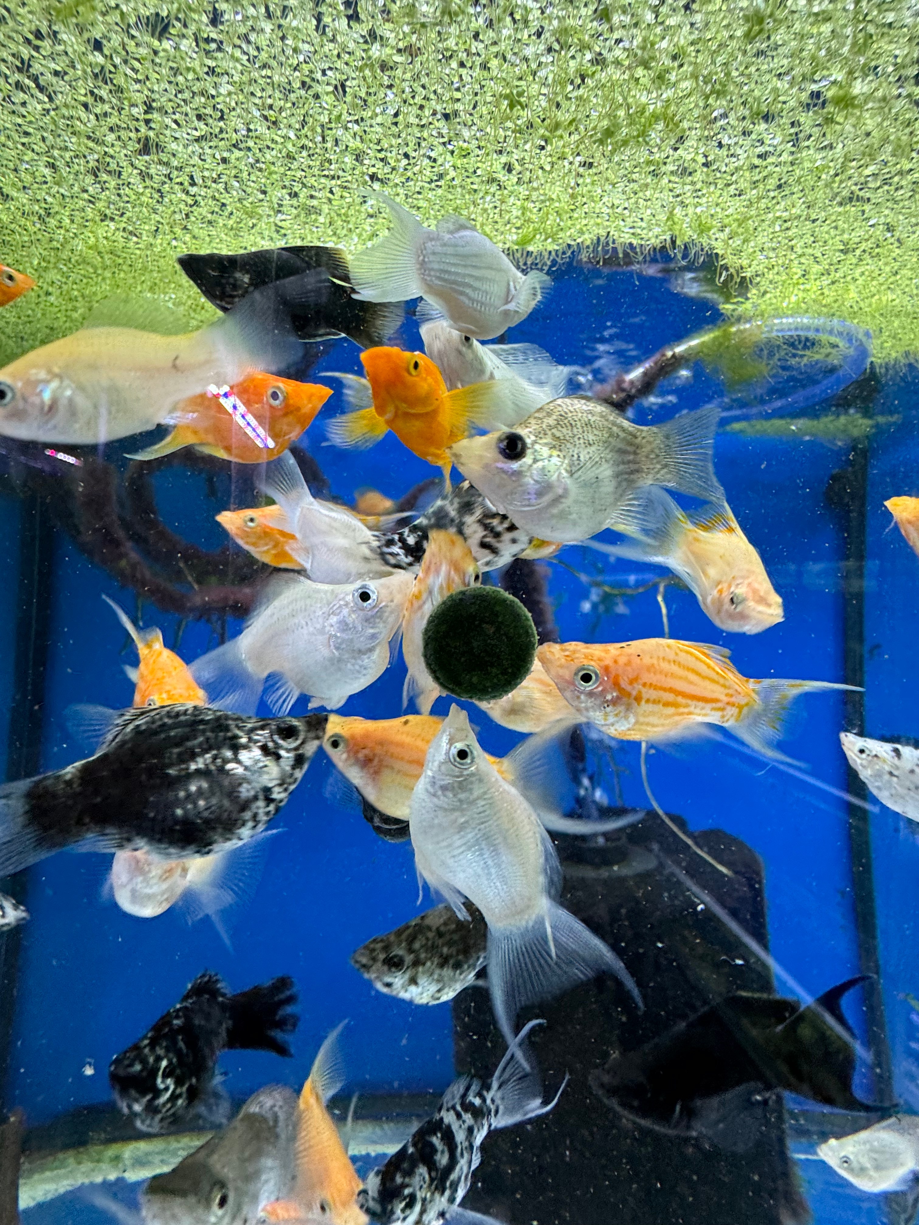 Assorted Balloon Molly 3-4CM