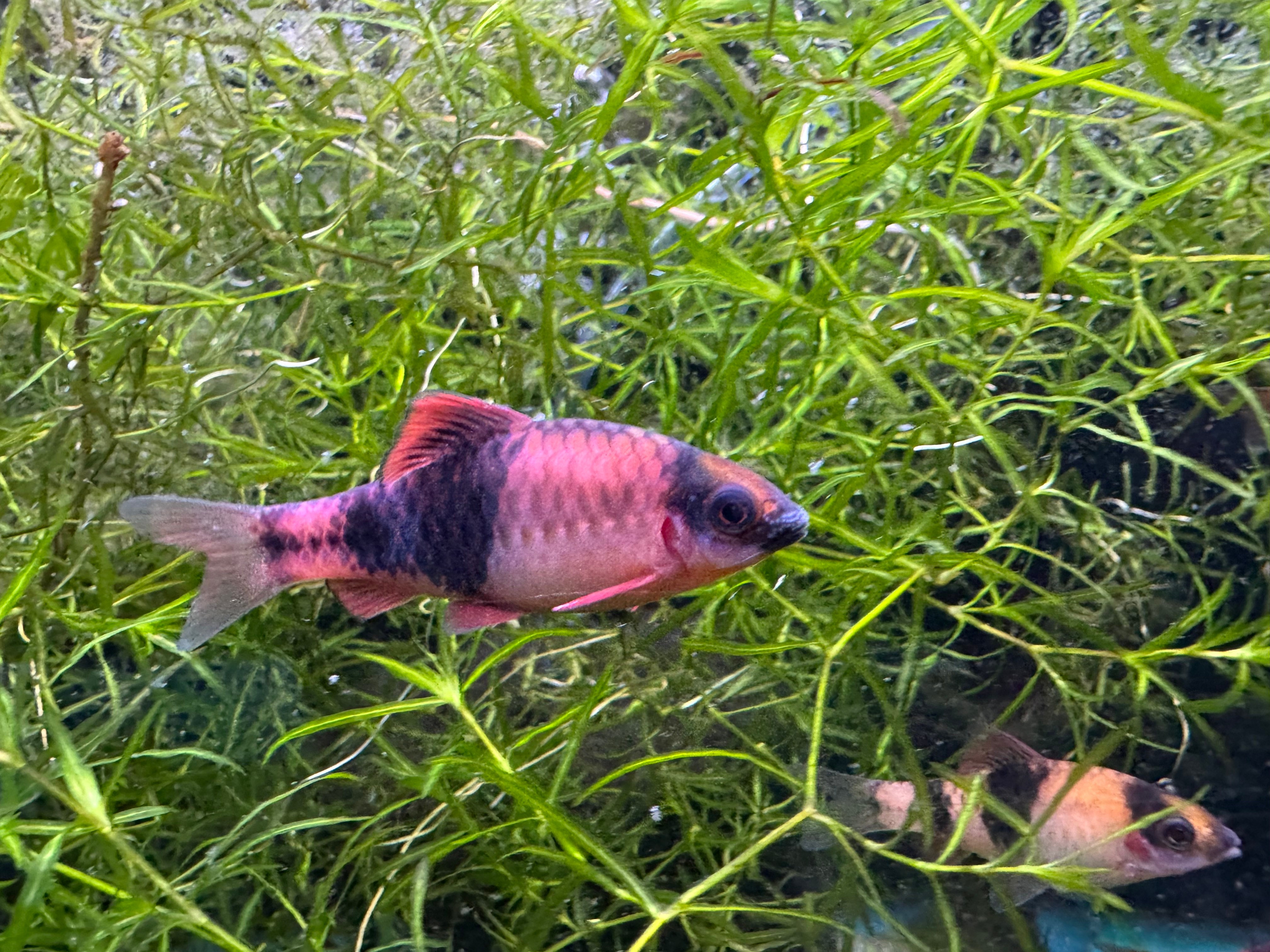 Panda Barbs 4-5CM