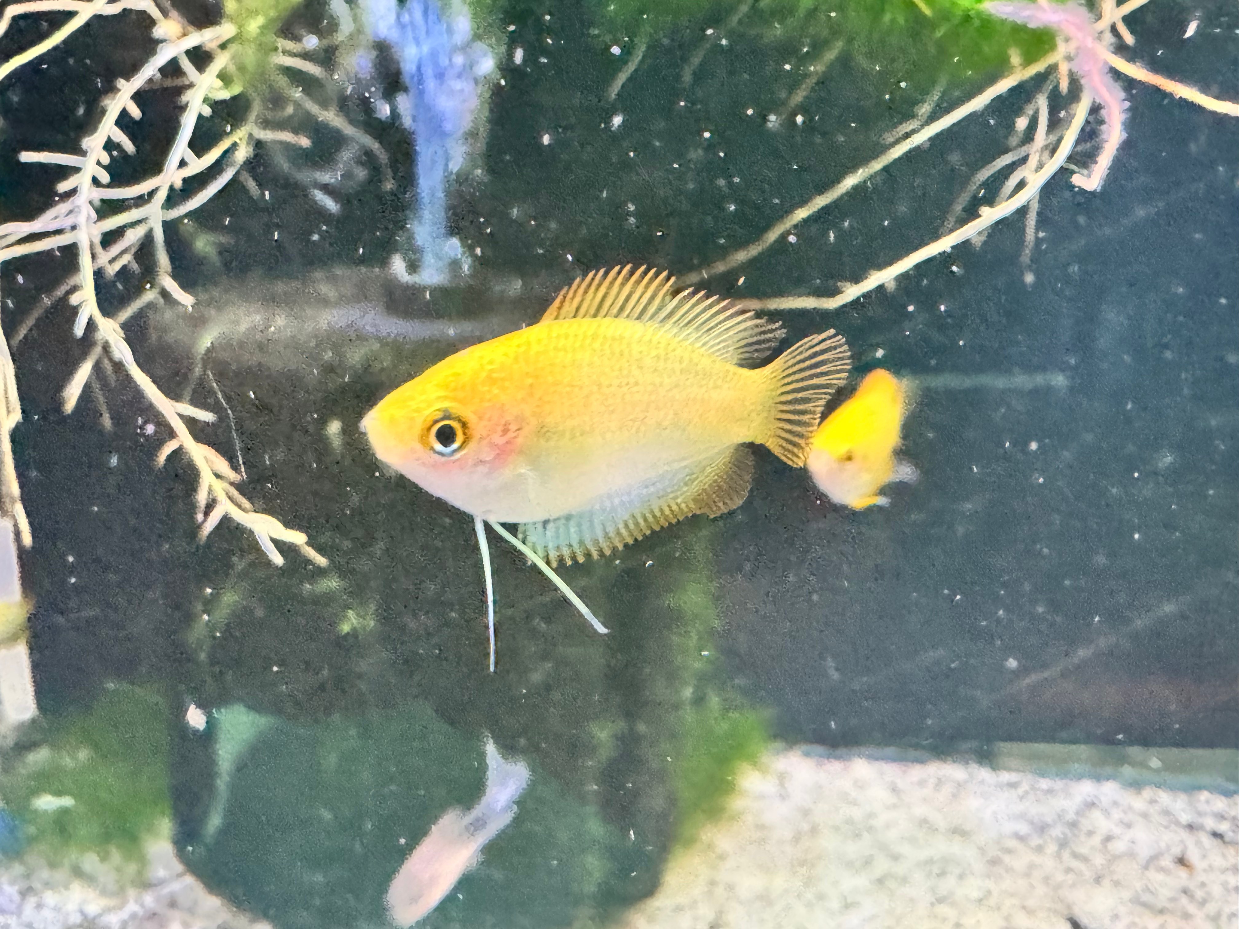Honey Gourami 2-5cm-3CM