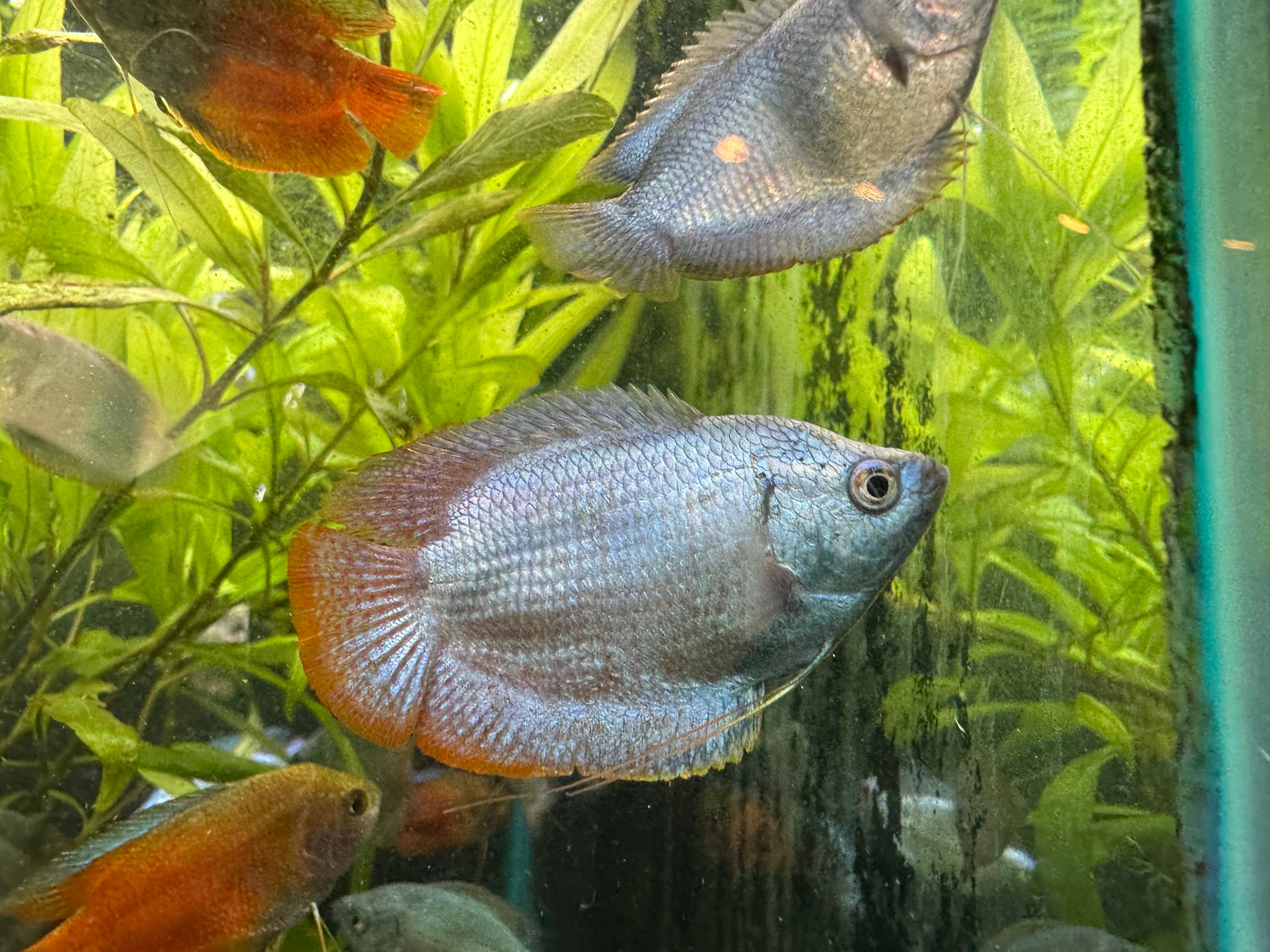 Sky Blue  Dwarf Gourami 4-5cm