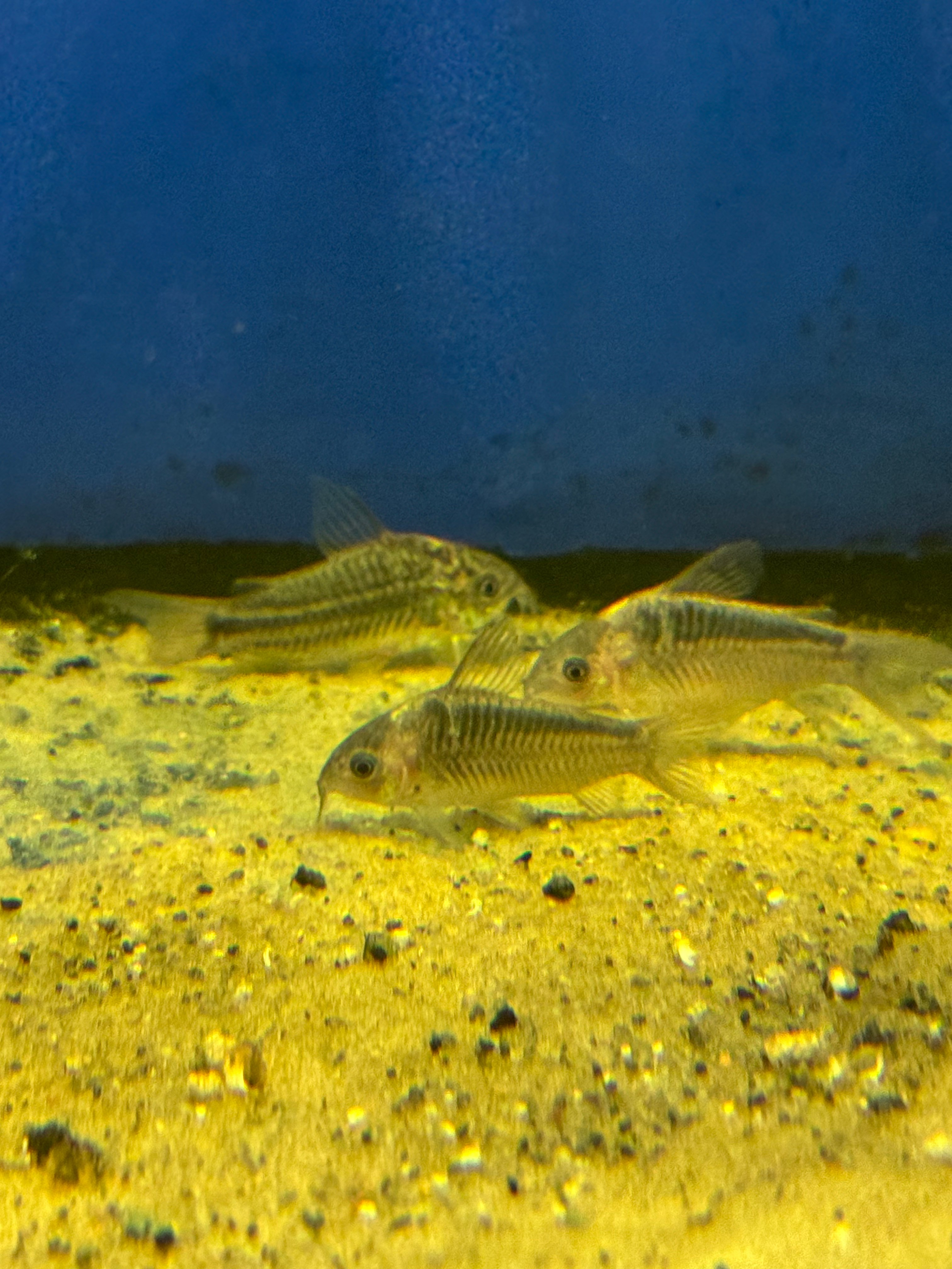 Elegans Cory 2-4CM