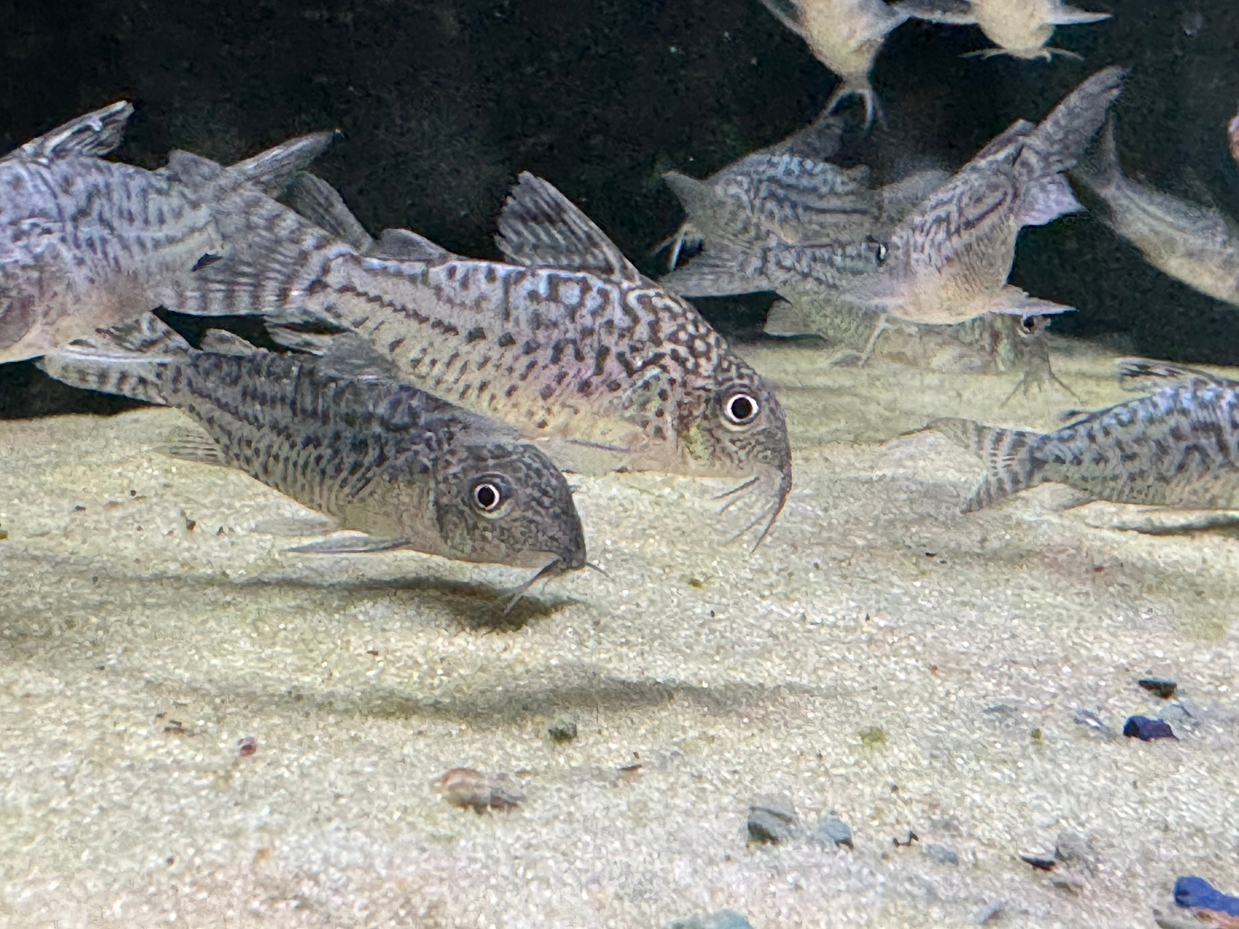 Network Cory 2-4CM