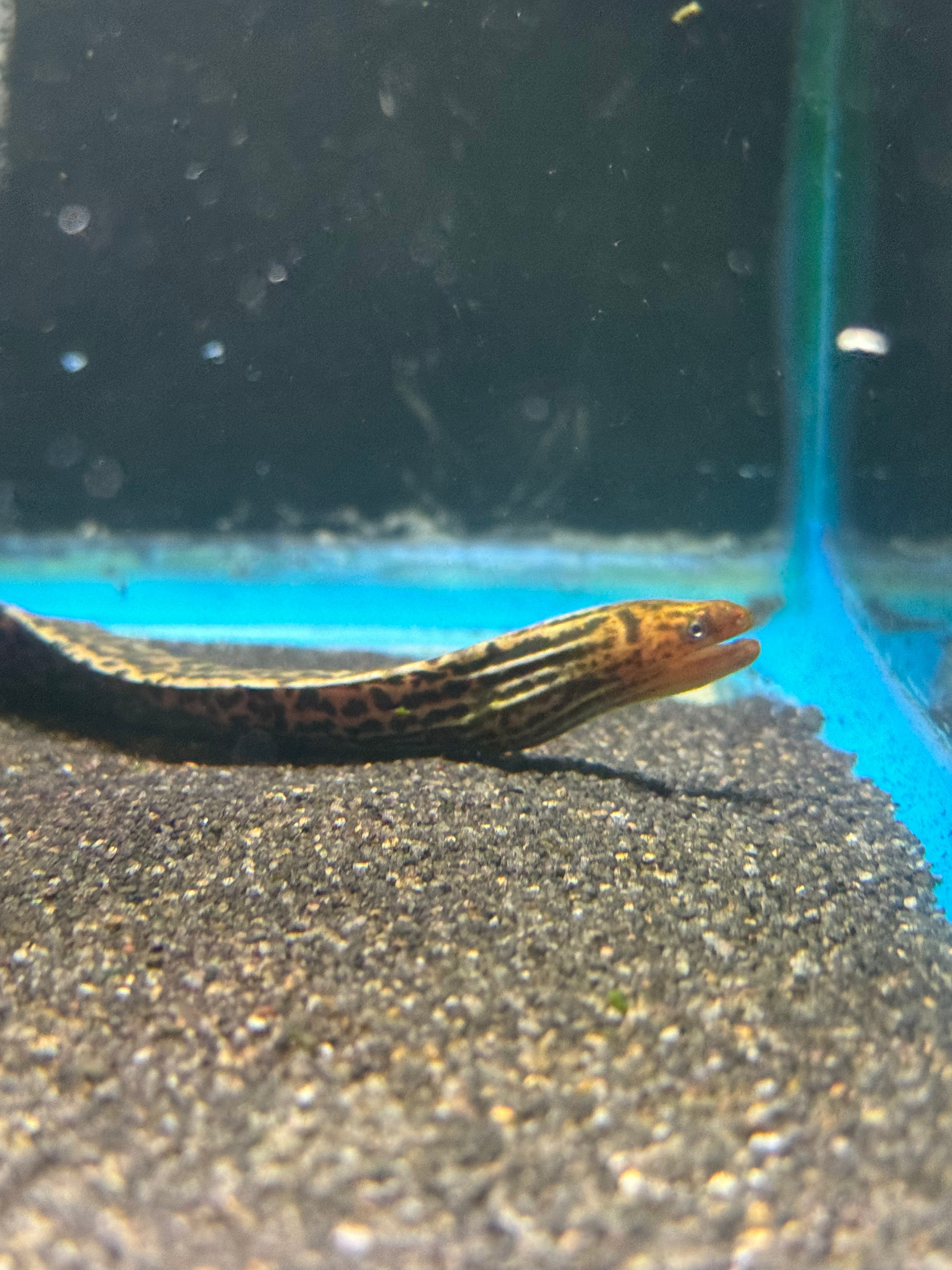 Freshwater Moray Eel 20-25CM