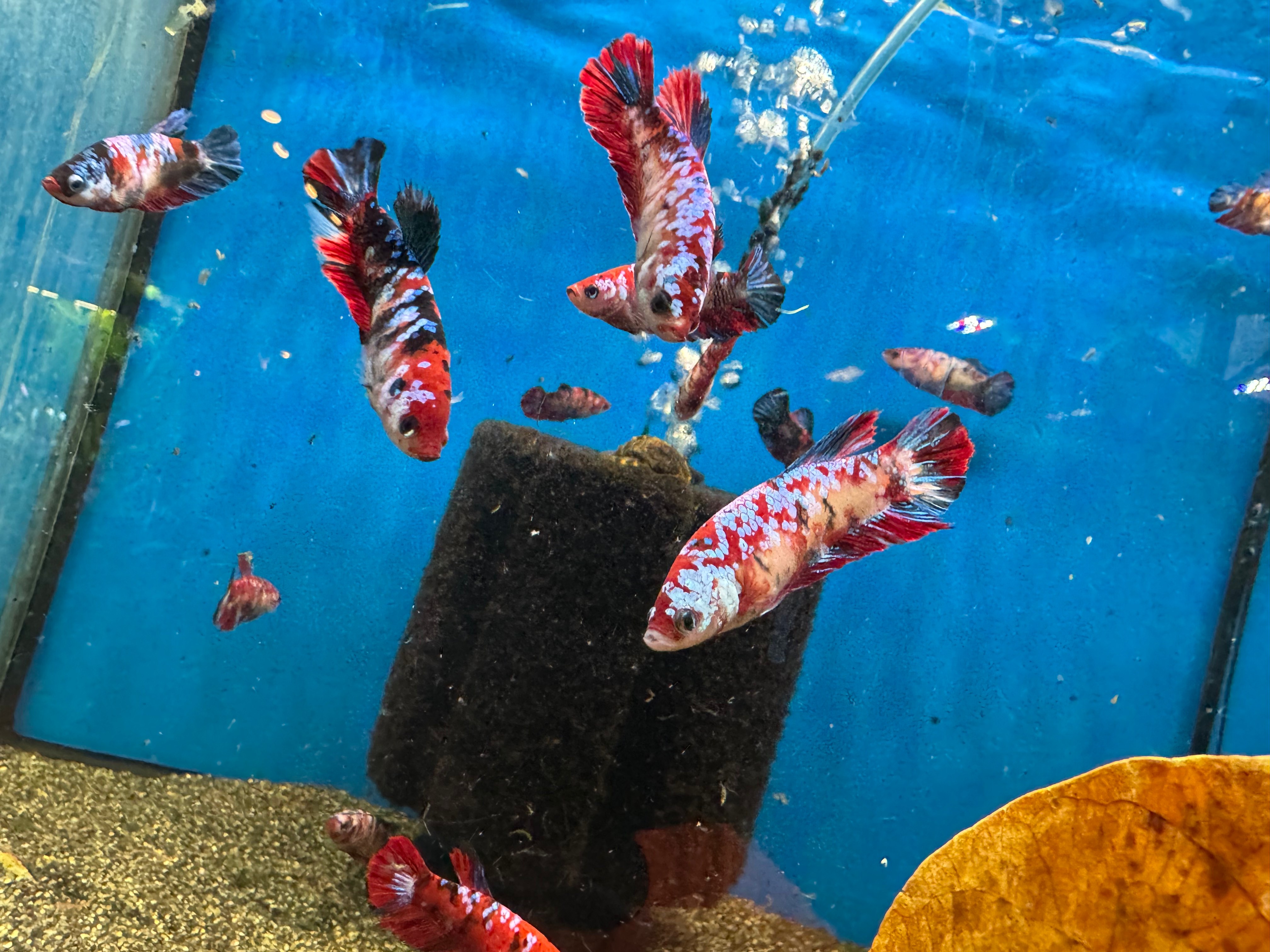 Betta Koi Female 4-5CM
