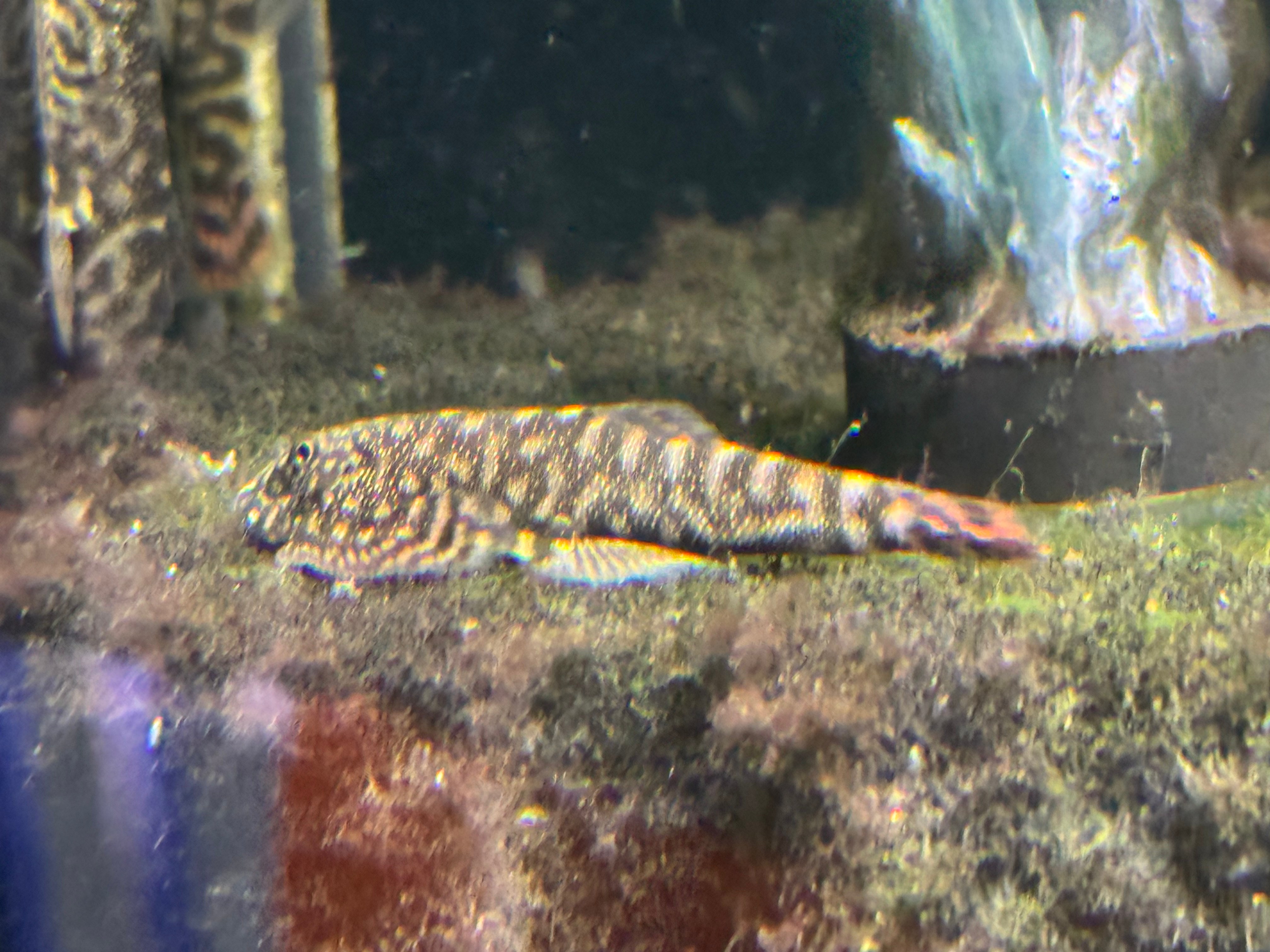 Double Red Borneo sucker 4-5CM