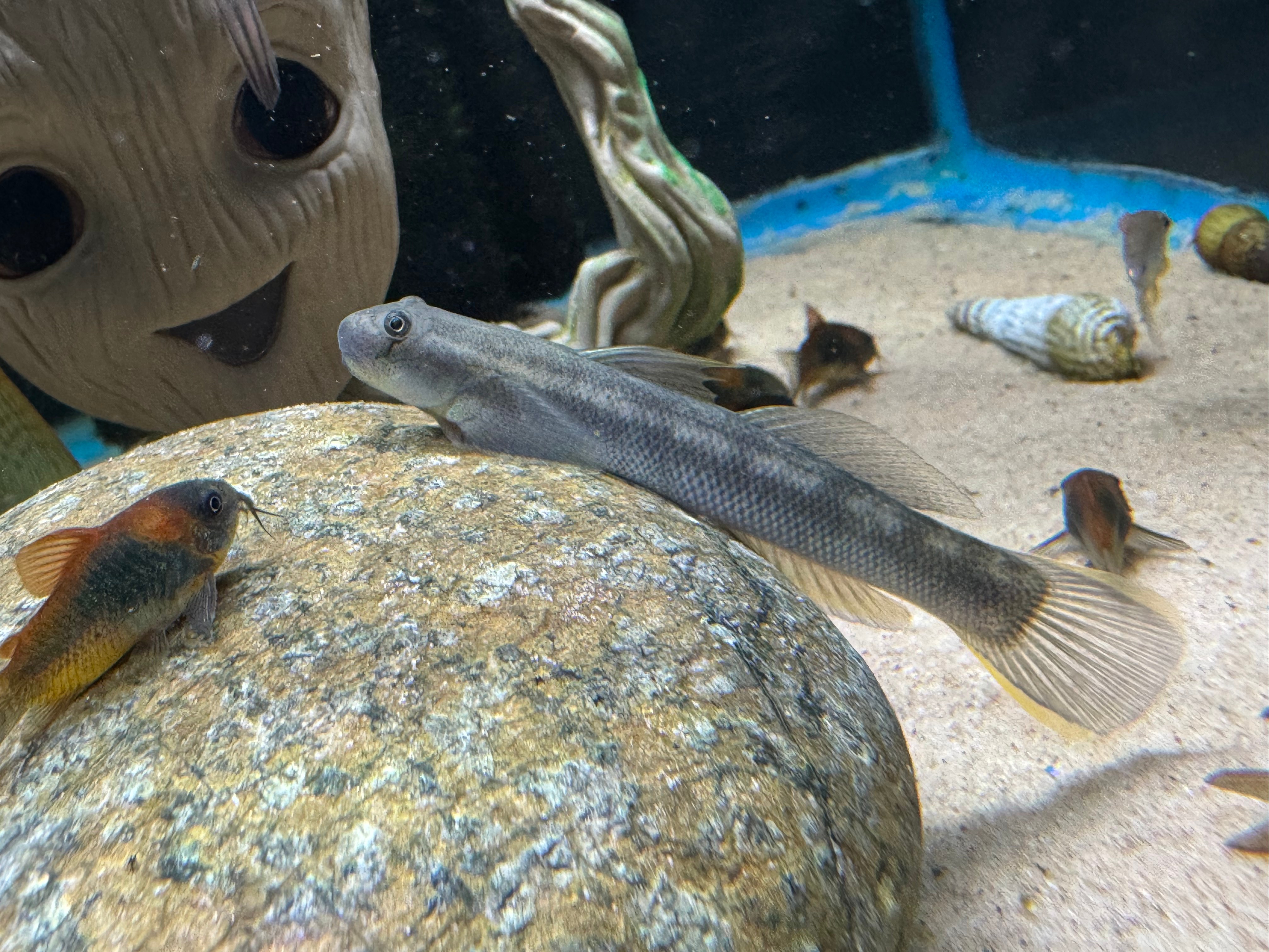 Threadfin Goby 8-10CM