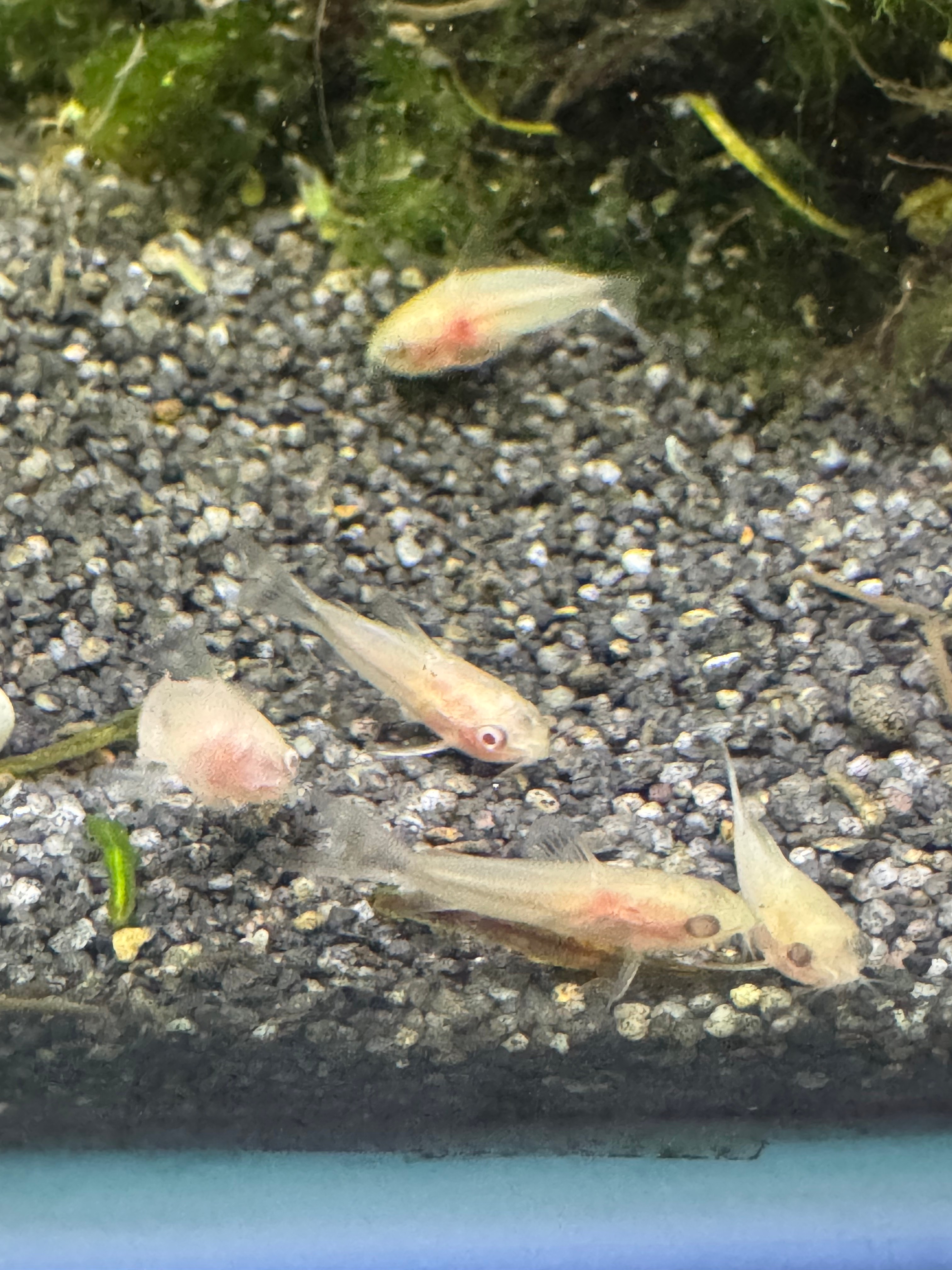  Albino Pygmy Cory 2cm