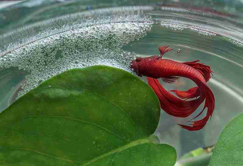 Betta Fish Bubble Nests Everything You Need To Know Everything You Should Know About.
