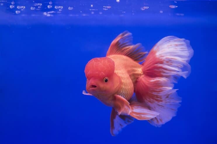 Oranda Goldfish Diet Size Water Conditions Breeding Fishkeeg Forever 
