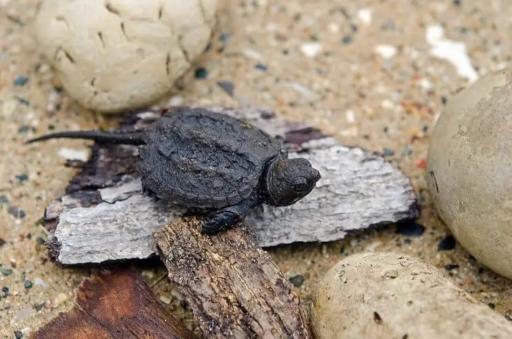 Snapg Turtles Eggs Lifespan Reproduction Facts Video Lesson Transcript Study Snapping Turtle Pet Owners Guide the Captive Care of Snapping Turtles Including Snapping Turtles Biology Behavior and Ecology. Snapg Turtles Eggs Lifespan Reproduction Facts Video Lesson Transcript Study Foundations Methods and ApplicationsGunter Seeber Dante and the Dynamics of Textual Exchange.