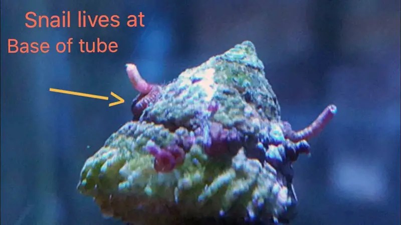 Vermitid Snail Infestation Reef2reef Saltwater And Reef Aquarium Forum 