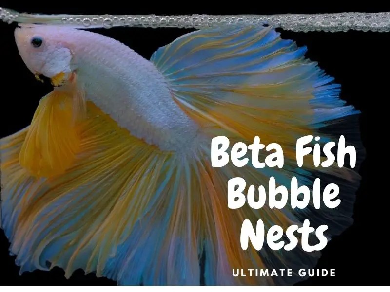 Can Betta Eggs Hatch Without Bubble Nest Even if youre trying to breed bettas destroying the bubble nest.