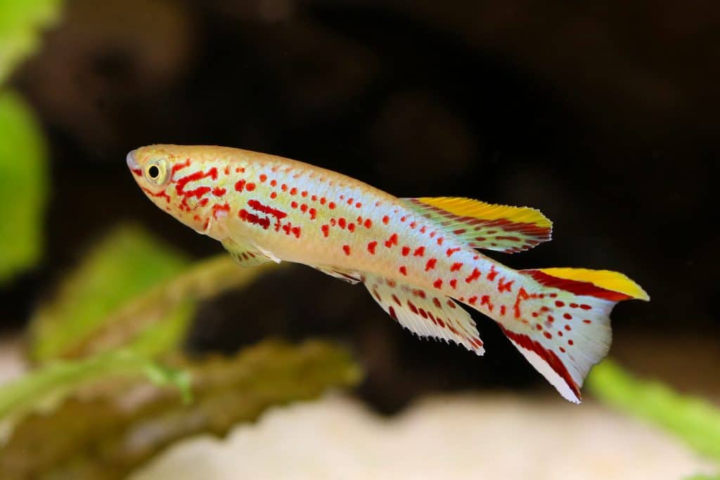 Killifish Care Guide Types Tank Size Tank Mates Lifespan Slightly acidic pH 68 and soft.