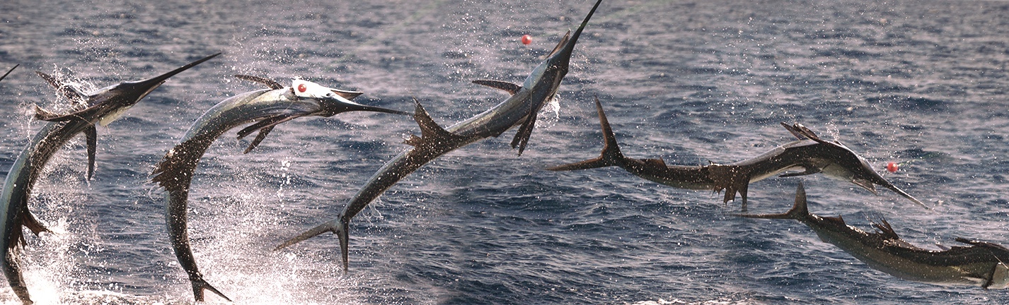 Captain S Log Archives Double Threat Fishing Charters In Miami
