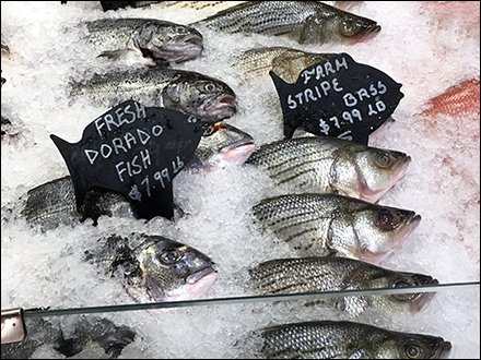 Fish Silhouettes for Iced Fresh Fish Offerings