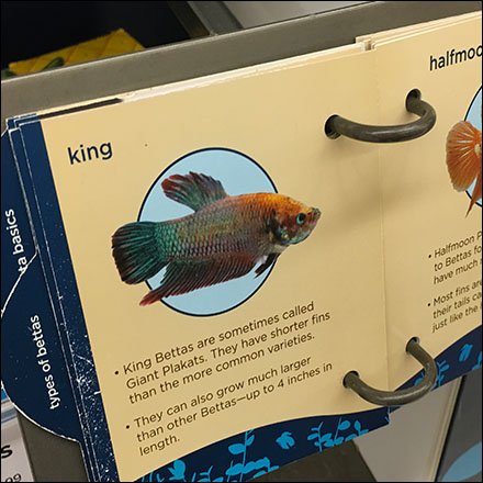 All About Bettas Shelf-Edge Fish Guide