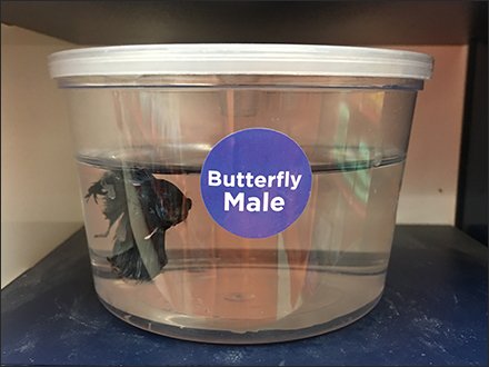 Grab-N-Go Betta Buddies Fish Merchandising