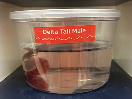 Grab-N-Go Betta Buddies Fish Merchandising