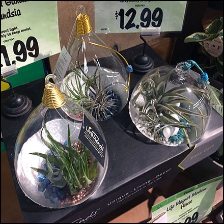Air Plant Three-fer Merchandising by Live Trends