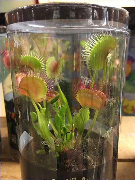 Planet-Friendly Venus Fly Trap Insect Control