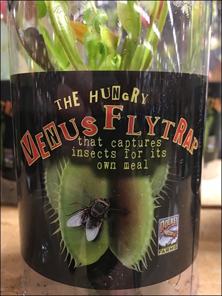 Planet-Friendly Venus Fly Trap Insect Control