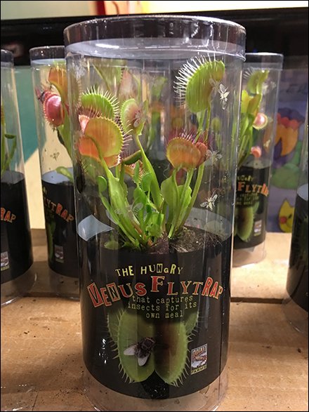 Planet-Friendly Venus Fly Trap Insect Control