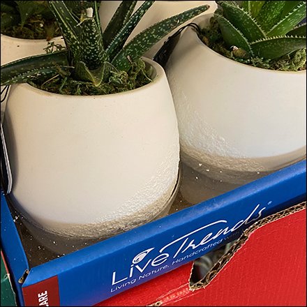 Live-Trends Freestanding Corrugated Display