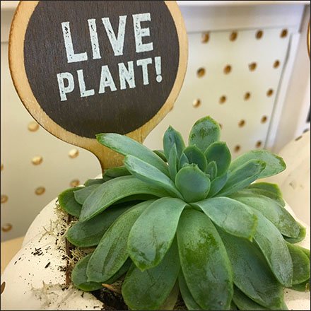 Back-Up Live Plant Labeling Strategy