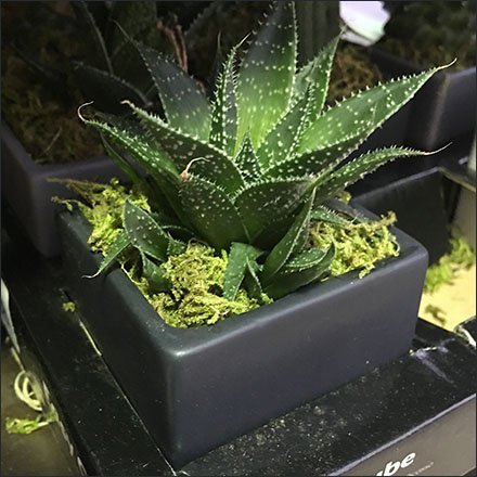 Live-Trends Easy Care Plant Assortments