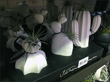 Live-Trends Easy Care Plant Assortments