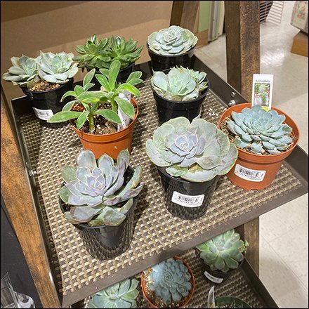 Make-Them-Smile Small Succulents Display