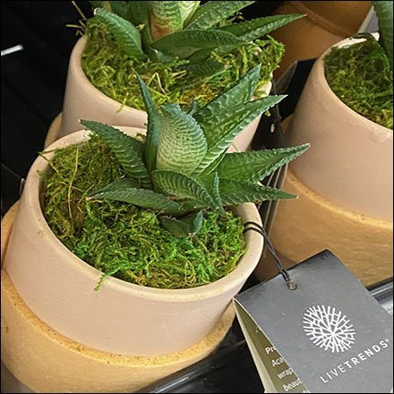 LiveTrends Floral Footnote Display