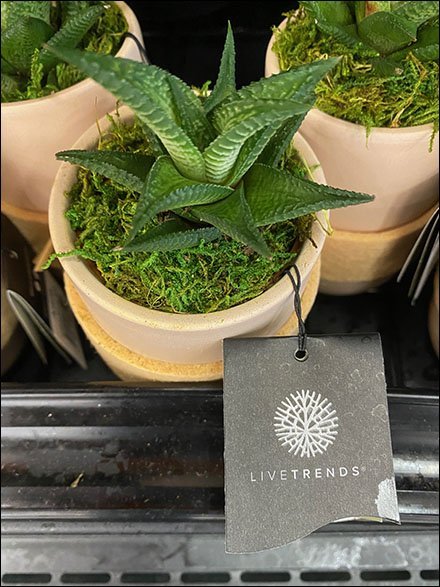 LiveTrends Floral Footnote Display