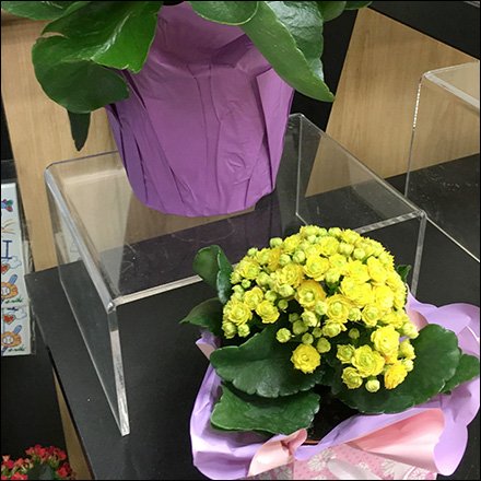 Clear Acrylic Plant Riser Staging Is A Show Off