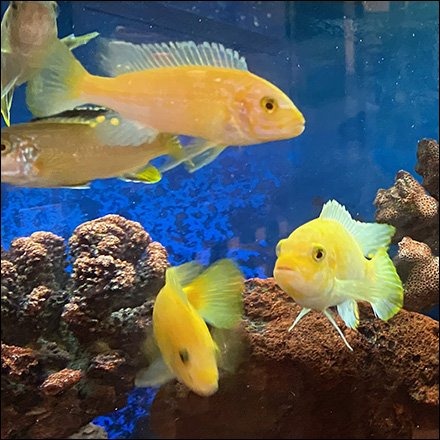 Calming Waiting Room Aquarium Amenity Is Serviced Professionally