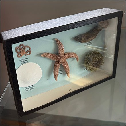 Sea Creature Shadow Box Frame Sample