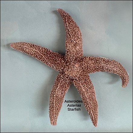 Sea Creature Shadow Box Frame Sample