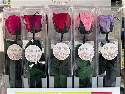 Preserved Natural Scented Roses Display Is Tantalizing
