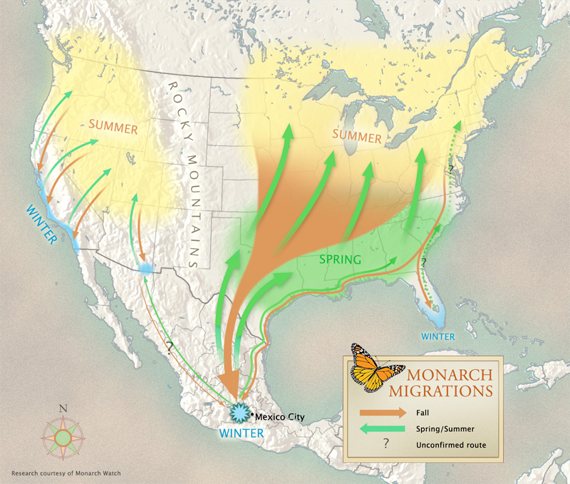 Monarch Butterfly Migration Map 2014 Monarch Butterflies To Be Listed Phenomena Butterfly Migration PaulMirocha 