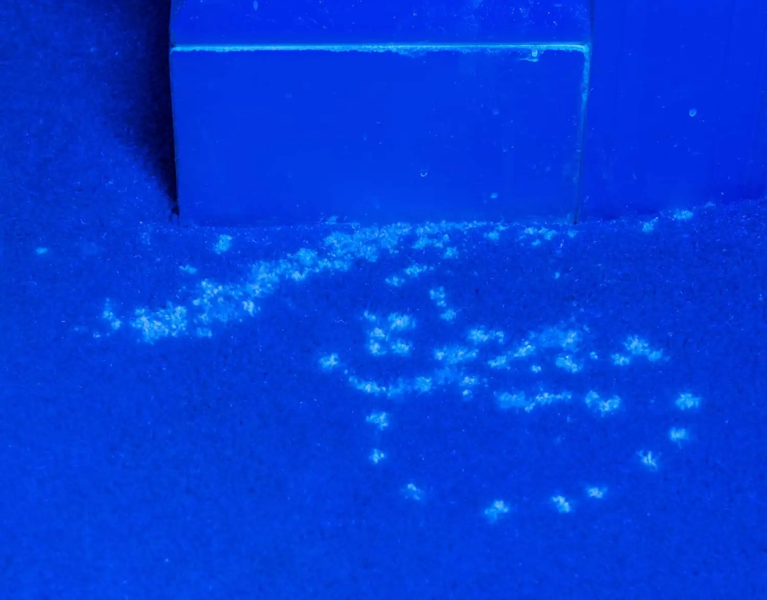 Best black light for finding cat urine