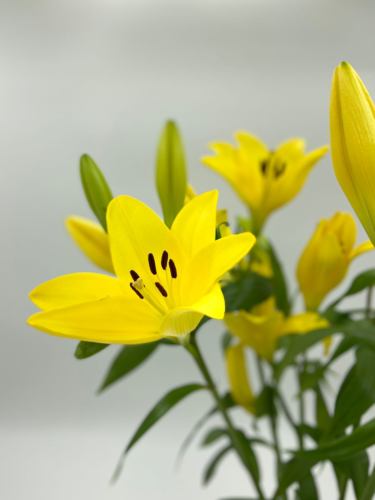 Best LA Lily Stems Pack of 10 Floréal