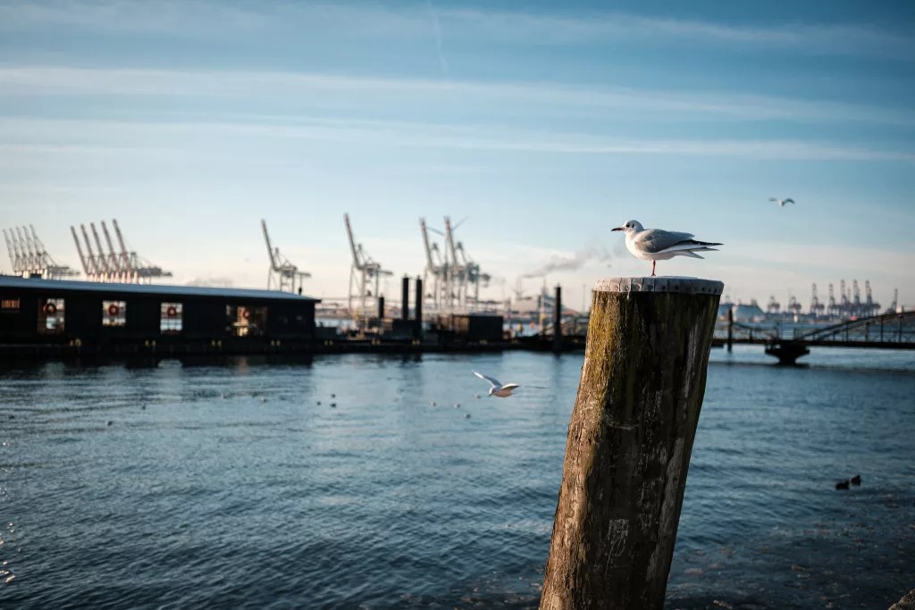 Auf dem Fischmarkt (Fuji X-T5 mit XF 23mm F1.4 LM WR)