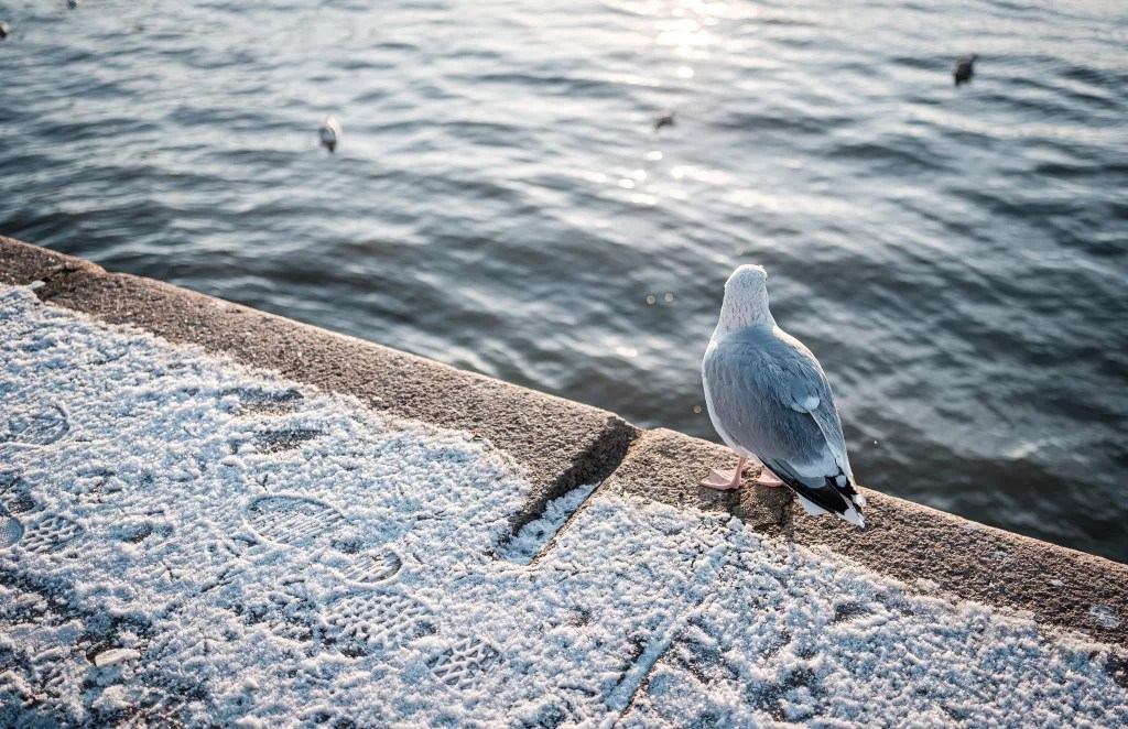 Auf dem Fischmarkt (Fuji X-T5 mit XF 23mm F1.4 LM WR)