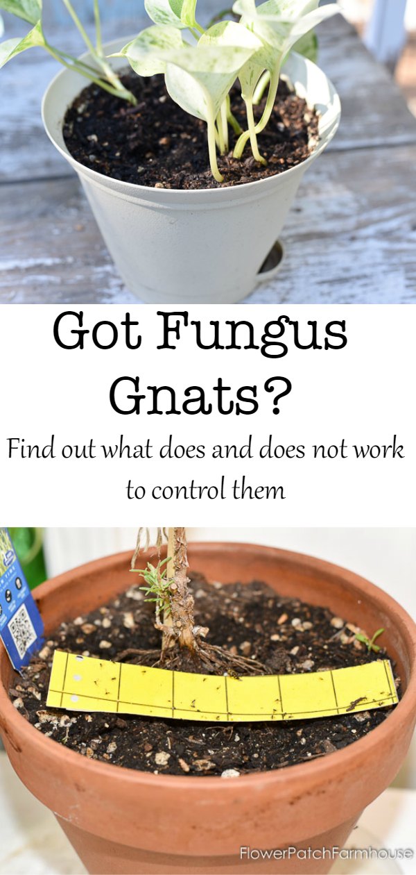 Fungus gnats are annoying and persistent. You are NOT over watering as many claim. Come see why that is so and how you can eliminate those pesky critters!