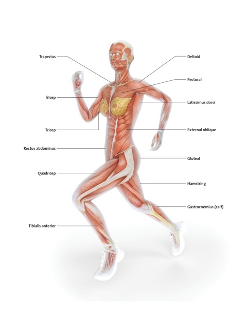 The arrector pili muscle is a source of information when evaluating a skin biopsy since it is well. Muscle Diagram Fluid Running