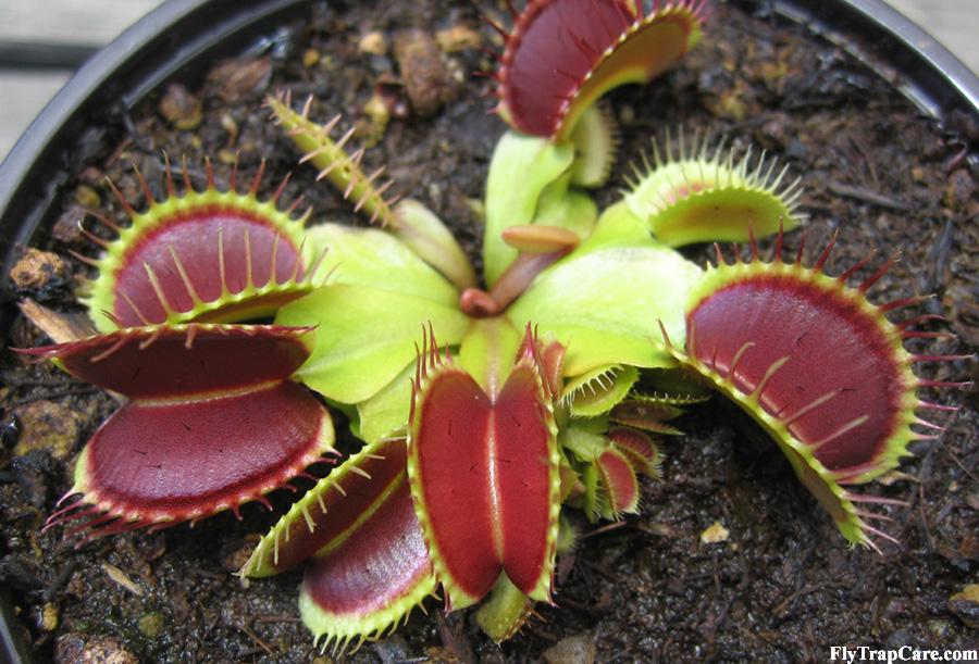 Growing venus fly traps
