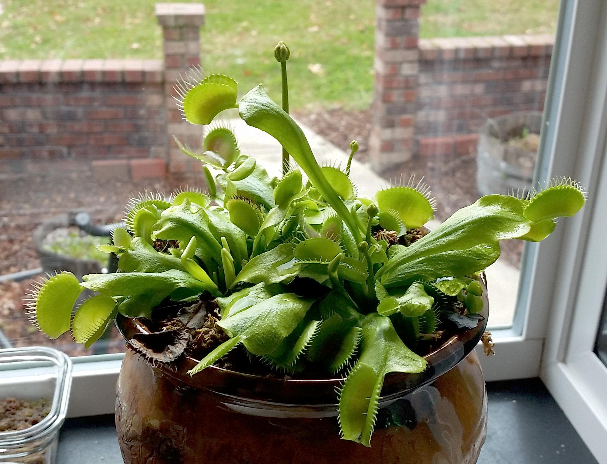 Venus fly trap myths