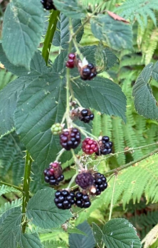 Try the Wildberries