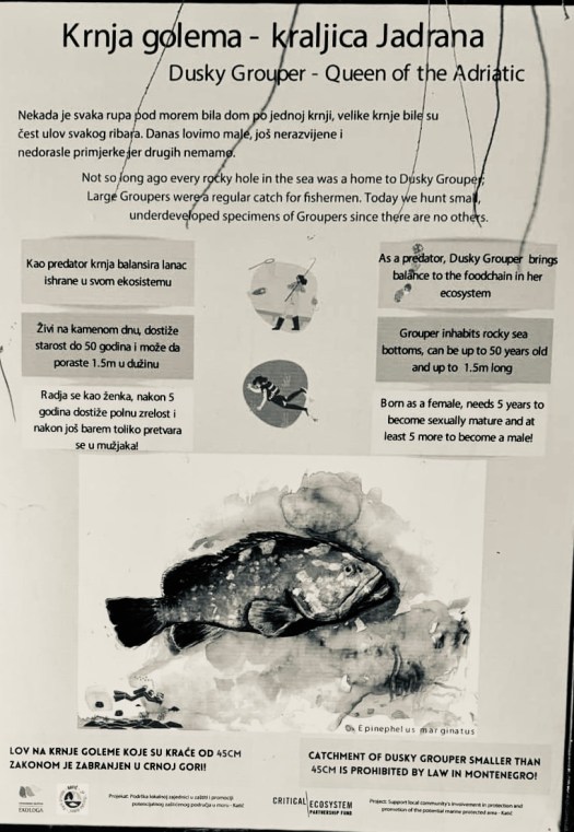 A common fish