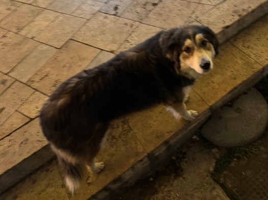 Skopje dog